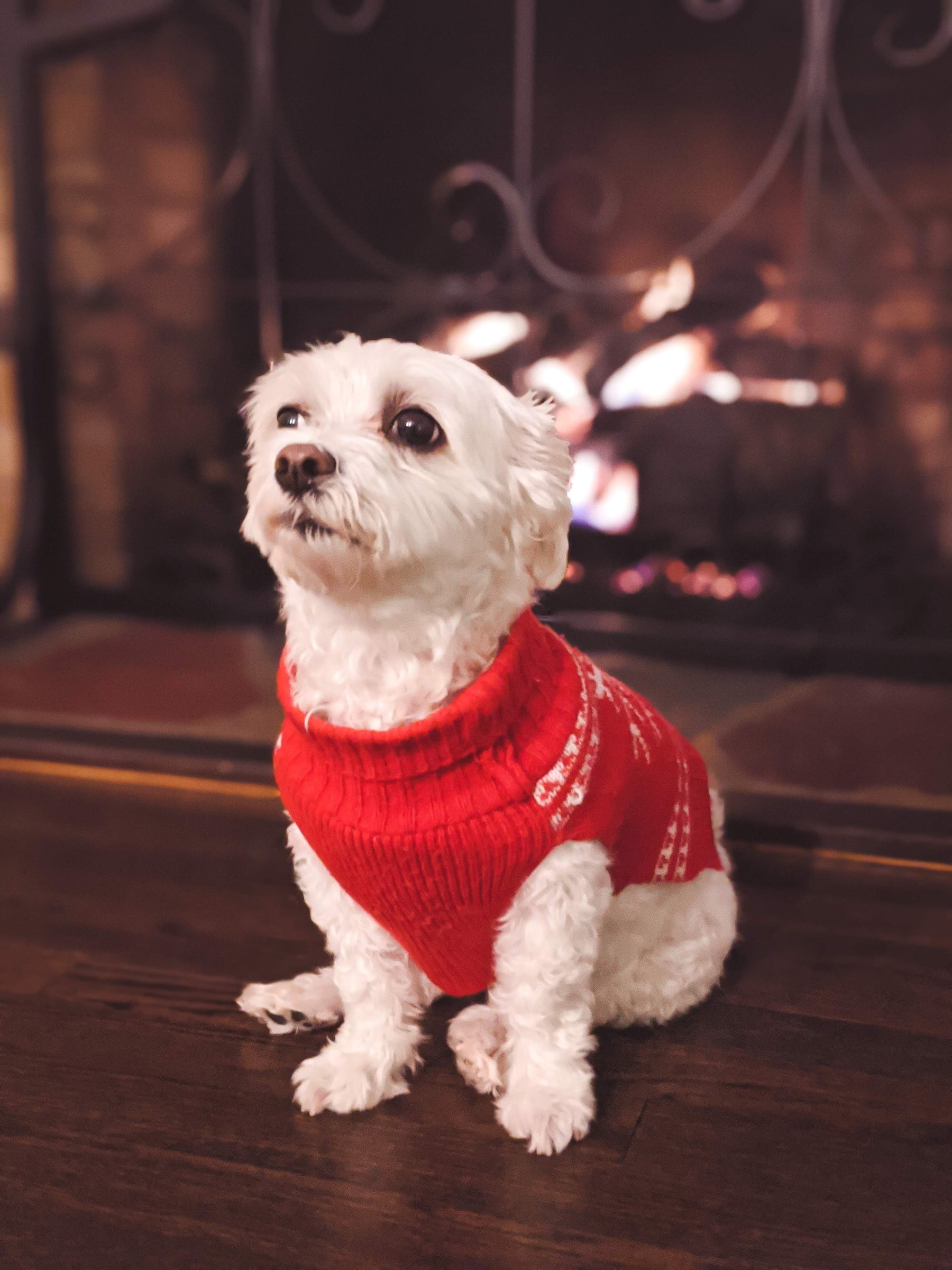 Does Your Dog Need A Sweater Or Jacket?